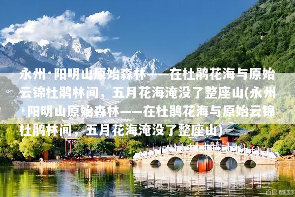 永州·阳明山原始森林——在杜鹃花海与原始云锦杜鹃林间，五月花海淹没了整座山(永州·阳明山原始森林——在杜鹃花海与原始云锦杜鹃林间，五月花海淹没了整座山)