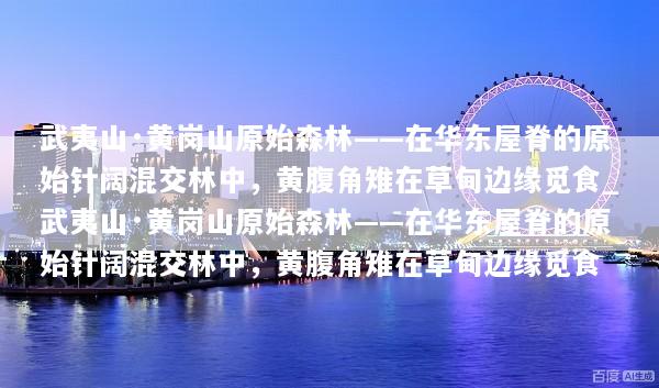 武夷山·黄岗山原始森林——在华东屋脊的原始针阔混交林中，黄腹角雉在草甸边缘觅食_武夷山·黄岗山原始森林——在华东屋脊的原始针阔混交林中，黄腹角雉在草甸边缘觅食