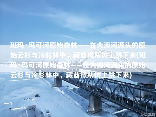 班玛·玛可河原始森林——在大渡河源头的原始云杉与冷杉林中，藏酋猴从树上跳下来(班玛·玛可河原始森林——在大渡河源头的原始云杉与冷杉林中，藏酋猴从树上跳下来)