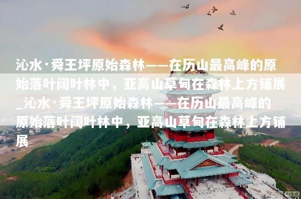 沁水·舜王坪原始森林——在历山最高峰的原始落叶阔叶林中，亚高山草甸在森林上方铺展_沁水·舜王坪原始森林——在历山最高峰的原始落叶阔叶林中，亚高山草甸在森林上方铺展