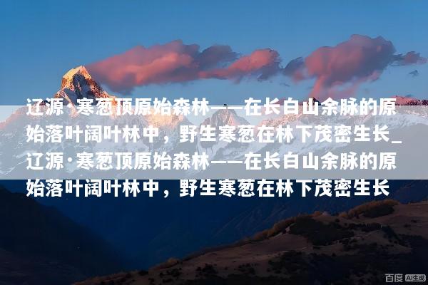 辽源·寒葱顶原始森林——在长白山余脉的原始落叶阔叶林中，野生寒葱在林下茂密生长_辽源·寒葱顶原始森林——在长白山余脉的原始落叶阔叶林中，野生寒葱在林下茂密生长